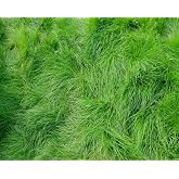 Creeping Red Fescue Lawn Grass Seeds, 1 Pound Pure Seeds by Seeds2Go
