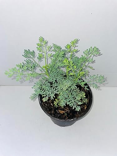 plant pots and planters Buy Tall Barrel Planters Set of 2 Online