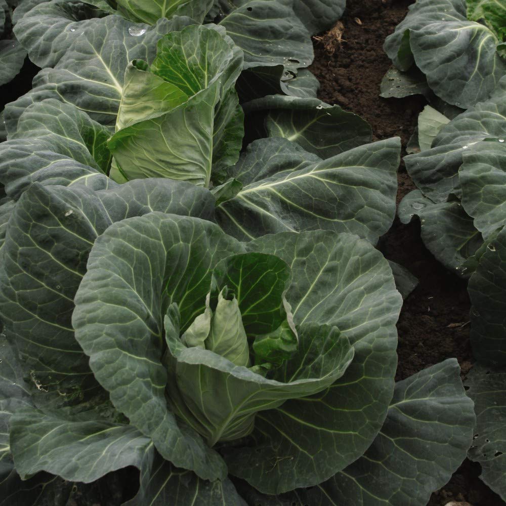 Cabbage 'Tantour' Seeds Hardy Annual Vegetable Garden Plants Easy to Grow Your Own 1 Packet of 45 Seeds by Thompson and Morgan