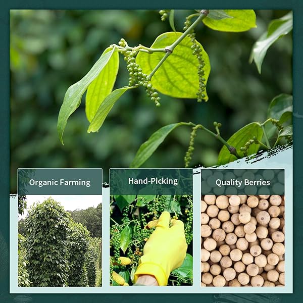 SOEOS FINE GROUND WHITE PEPPER 18OZ (510), NON-GMO, KOSHER VERIFIED, FRESHLY PACKED TO KEEP PEPPERS FRESH, FINE GRAIN, WHITE PEPPER POWDER, WHITE PEPPERCORNS POWDER, GROUND WHITE PEPPERCORNS.