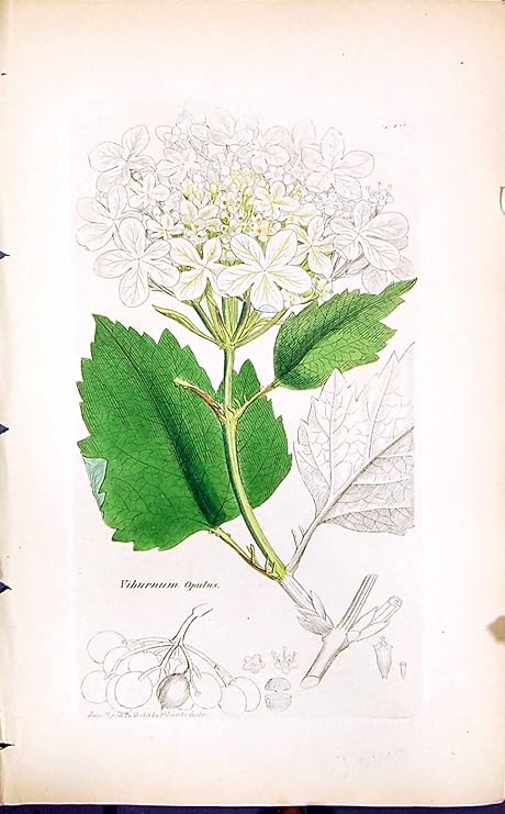Amazon ガマズミ属の Opulus の色刷のスミス Sowerby 1847 イギリスの植物の植物学 アートフレーム ポスター オンライン通販