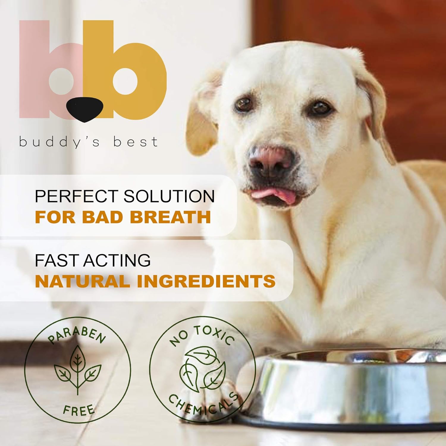 labrador bad breath
