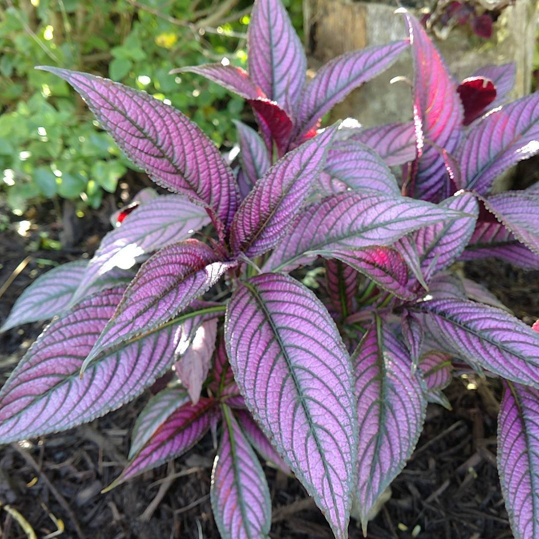 Plants Fruits Tree Herbs Live Tropical House Plants