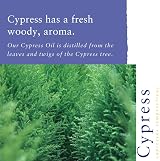 Absolute Aromas Cypress Essential Oil 10ml 100% Pure Natural Undiluted view 2