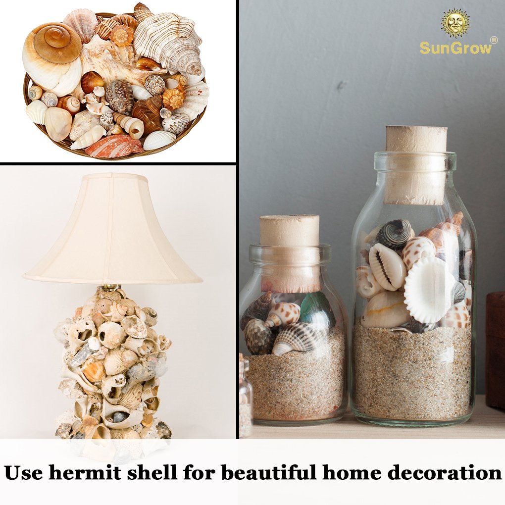 6 Assorted Turbo Hermit Crab Shells --- Growth Shells for Crabs - Essential for Hermies Who Need a New Home - Allows for Proper Growth - Multipurpose Conches for Home, Aquarium or Crab Tank Decor