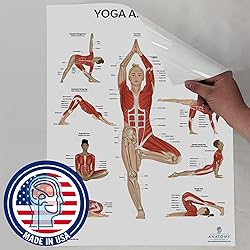 Anatomy Lab 2 PACK Muscular, Yoga Anatomy Poster
