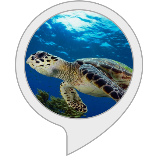 Amazon.ca swimming sea turtles Alexa Skills