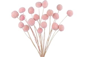 FAICOIA 20 Pcs Dried Flowers Craspedia Billy Balls Flowers Pink Billy Buttons Balls Natural Dried Floral Bouquet for Flower Arrangements Wedding Party DIY Vase Home Wall Bathroom Blush Room Decor