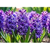 Purple Hyacinth Bulbs for Planting (5 Bulbs)
