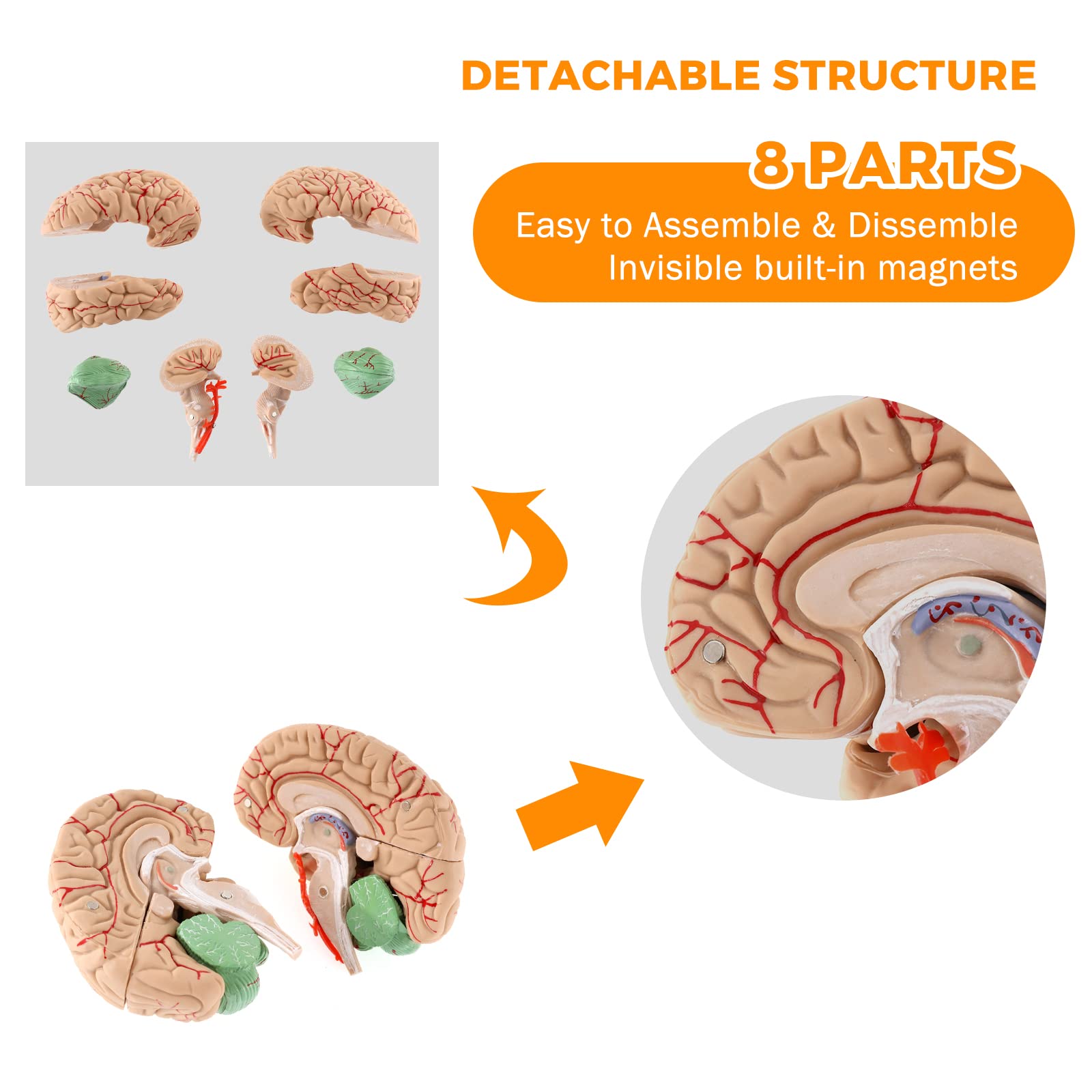 Mua WICHEMI Human Brain Model 9-Part Model of Brain Life Size Brain ...