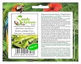 Seeds & Plants Shop by Ipsa 10x Blechnum Stipitatum Fern Leaves view 3