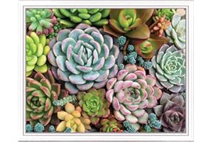 Pink Picasso Kits Botanical Floral Paint by Number for Adults | DIY Canvas Painting Kits Color by Numbers Drawing Arts and Crafts As Seen On Shark Tank | (Sensitive Succulents) 16x20 - Paint Kit Set