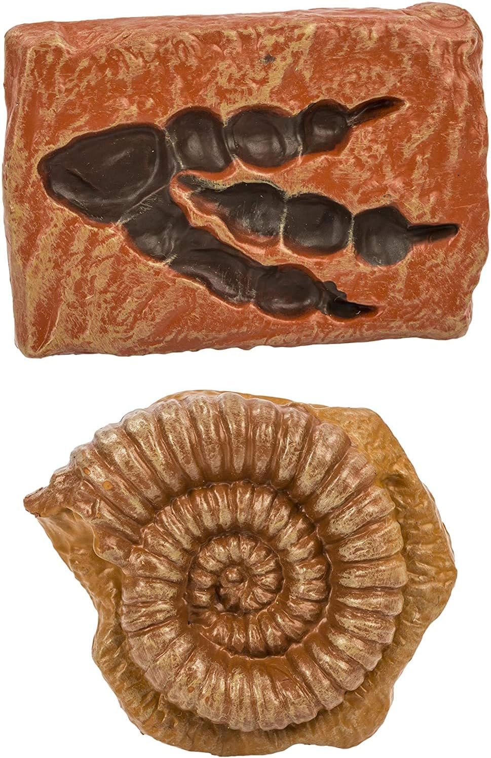 Safari 684804 Ancient Fossils - Image 5
