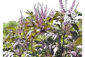 HARLEY SEEDS 100+ Krishna Tulsi Holy Basil Seeds Red Leaf Indian Sacred Red Leaf Herb Tulasi Thulasi Shayam Heirloom Non-GMO Fragrant Grown in USA