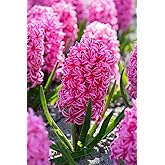 Elegant Pink Hyacinth Bulbs for Planting - Fragrant and Colorful, Great for Cut Flowers (10 Bulbs)