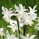5 Thalia Narcissus Bulbs - Top Size Narcissus Bulbs