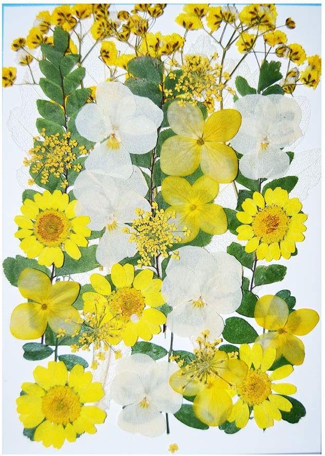 UOKWIWI Real Natural Dried Pressed Flowers Mixed Multiple Colorful Daisies Leaves Hydrangeas for Resin Art Craft DIY - 31 PCS(Color 7)