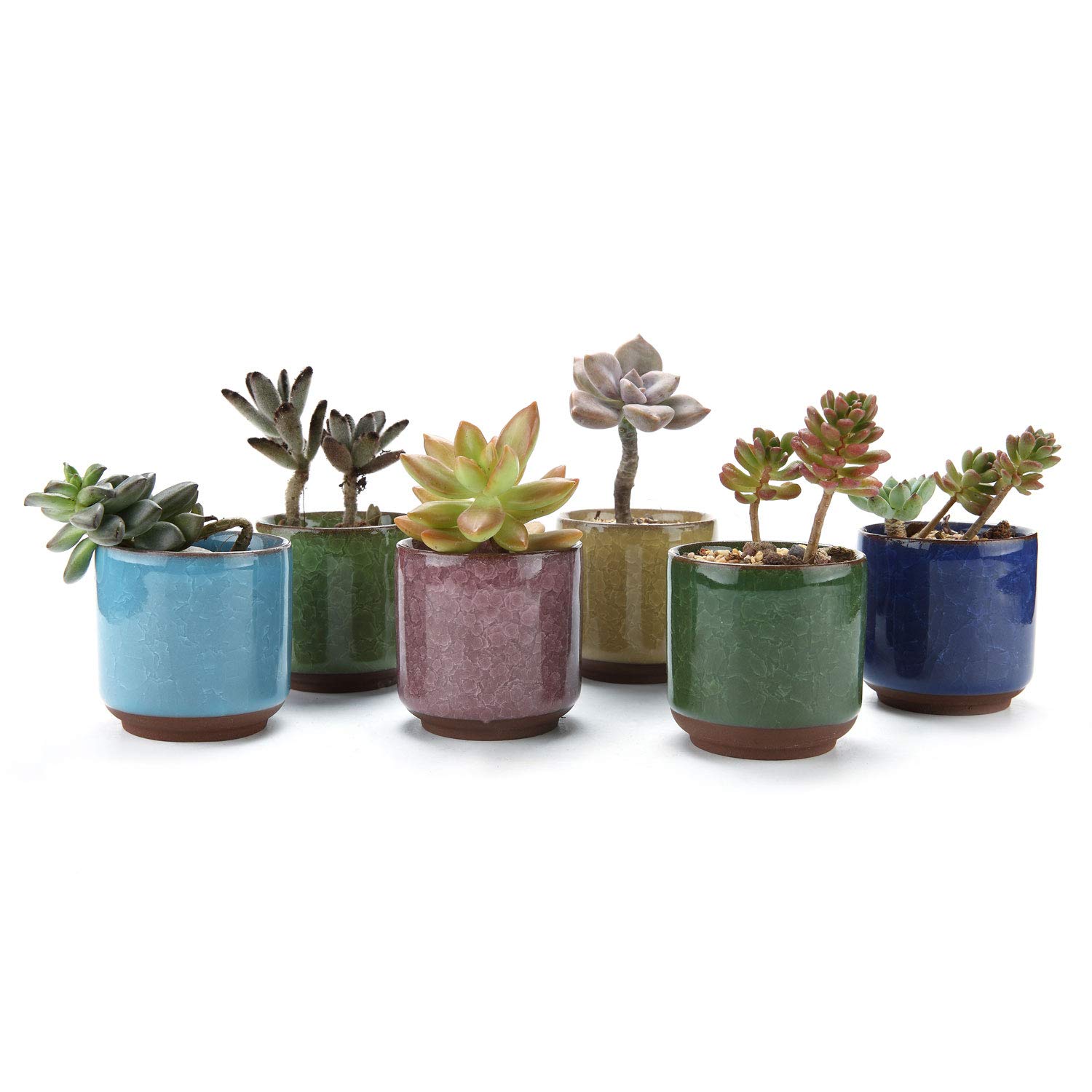 Best fairy garden dish planter