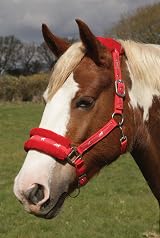 Rhinegold Logo Headcollar fleece trim Full Red