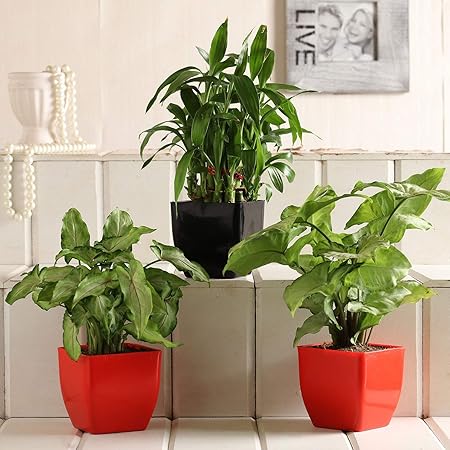 Ferns N Petals Combo of Lucky Bamboo & Syngonium Plant Set | Set of 3 Plants | 3 X 3 Inches Plastic Pot