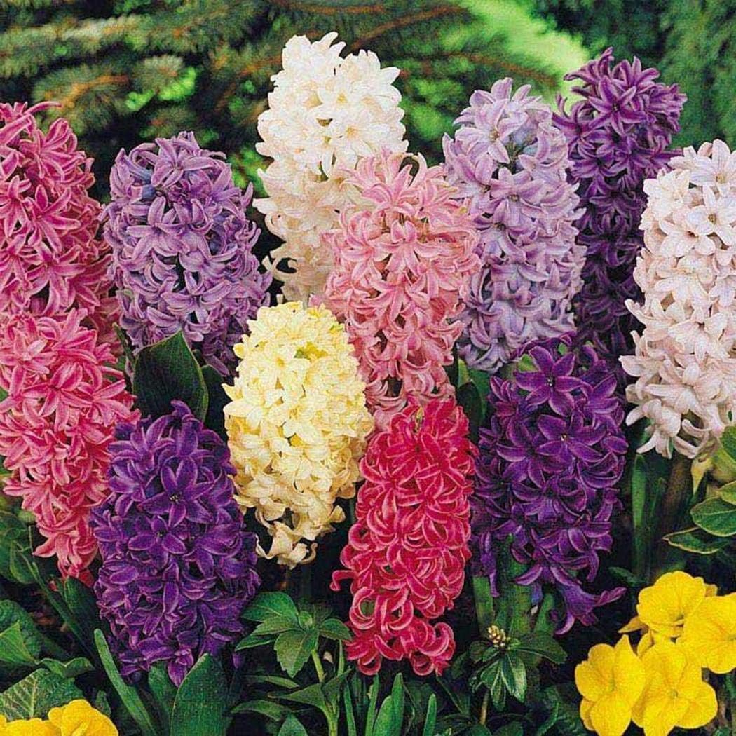 Carsge Garden - Mixed Color Hyacinth Seeds 100 pcs Balcony Flower Seeds Flowers Home Garden