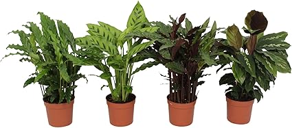 4x Calathea Indoor Grunpflanzen 4er Set Luftreinigende Zimmerpflanzen Calathea Pflanze Korbmarante Pflanze Hohe 35 40cm Topf O 12cm Amazon De Garten