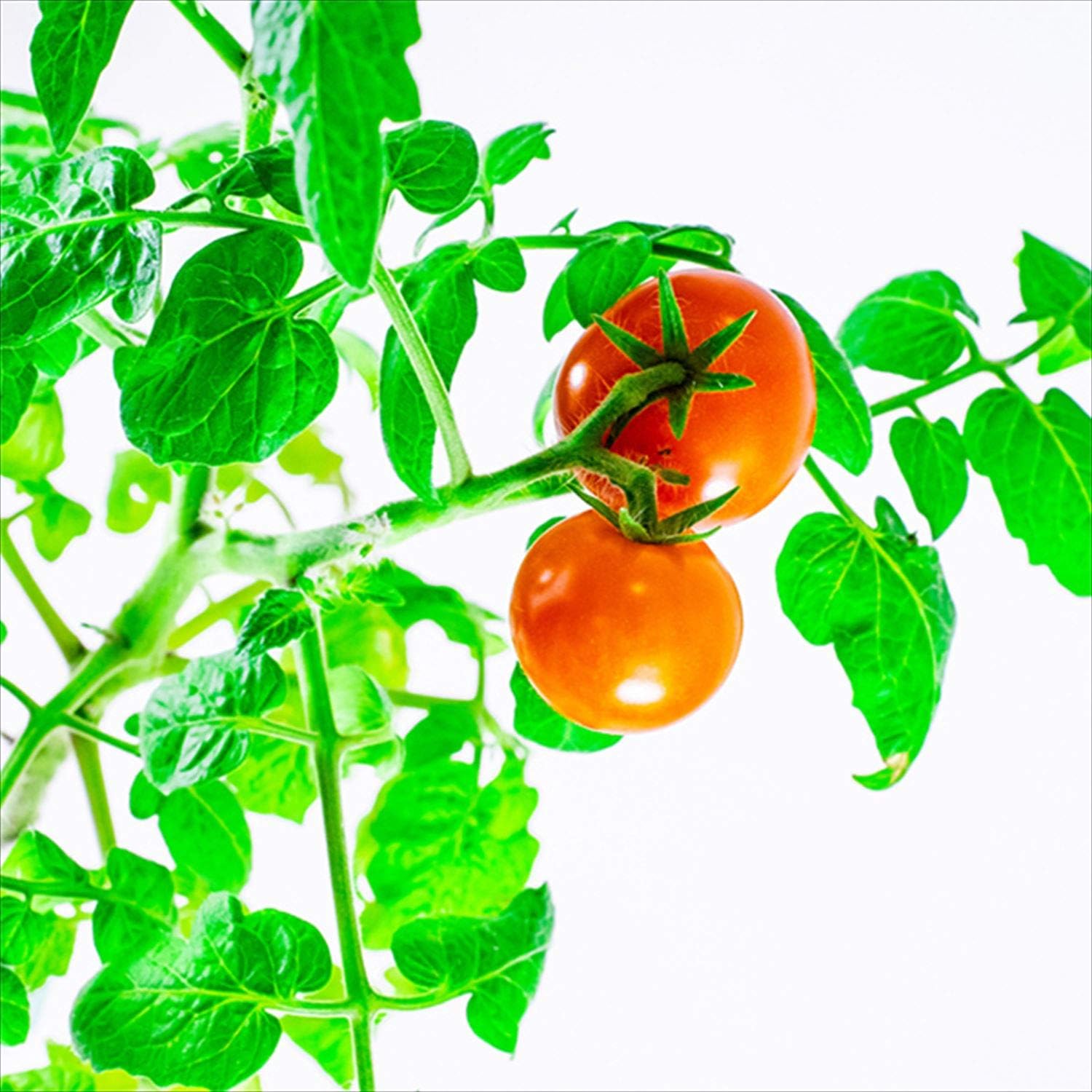 Amazon グリーントイ 栽培キット 4個セット 室内 かわいい ｻﾎﾞﾃﾝ 4 サボテン4個 栽培キット オンライン通販