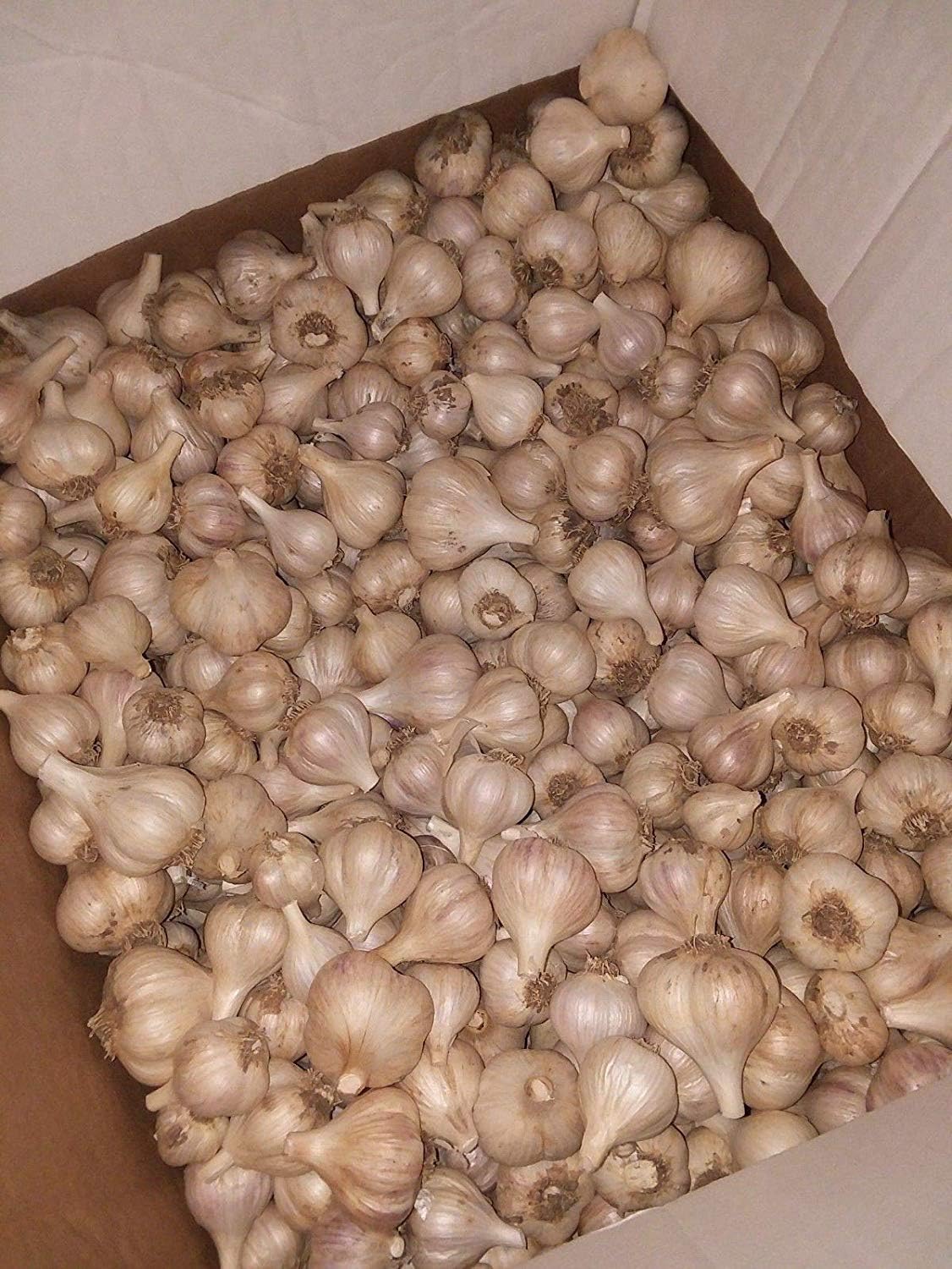 Potseed Germinación Las Semillas: Las Semillas Hardneck alemán ...
