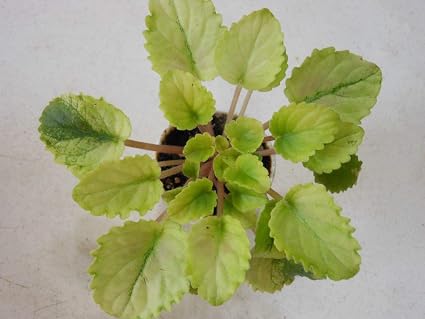 Amazoncom Go Garden 2 Fresh Cut Leaves Of African Violet - 