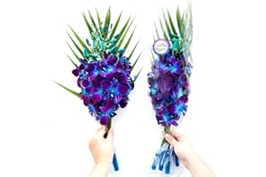 Sunne Tropical OrchidClub USA Fresh Cut Flowers Dendrobium Orchids (10 Stems BLUE)