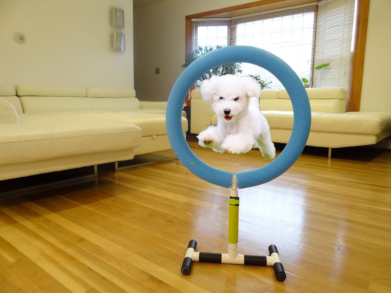 indoor agility equipment for dogs