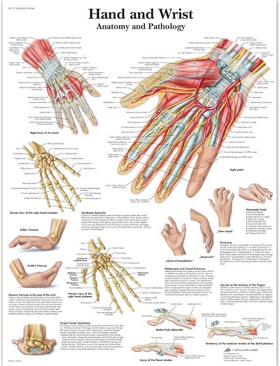 Full Hand Names 3b Scientific Human Anatomy Hand And Wrist Chart Laminated Version ...