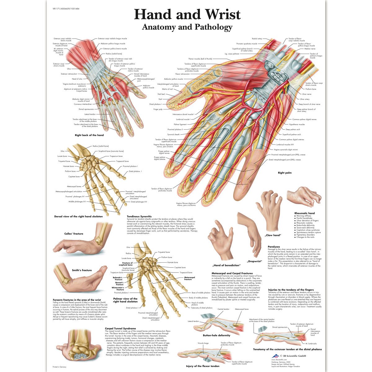 3B Scientific Human Anatomy - Hand and Wrist Chart, Laminated Version