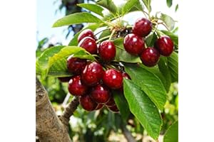 CARPET CREEPING 20+ Seed Cherry Tree Fruit Tree Seed for Planting Outdoor-Non-GMO Heirloom Sweet Juicy Fruits Plant in Your Home Garden