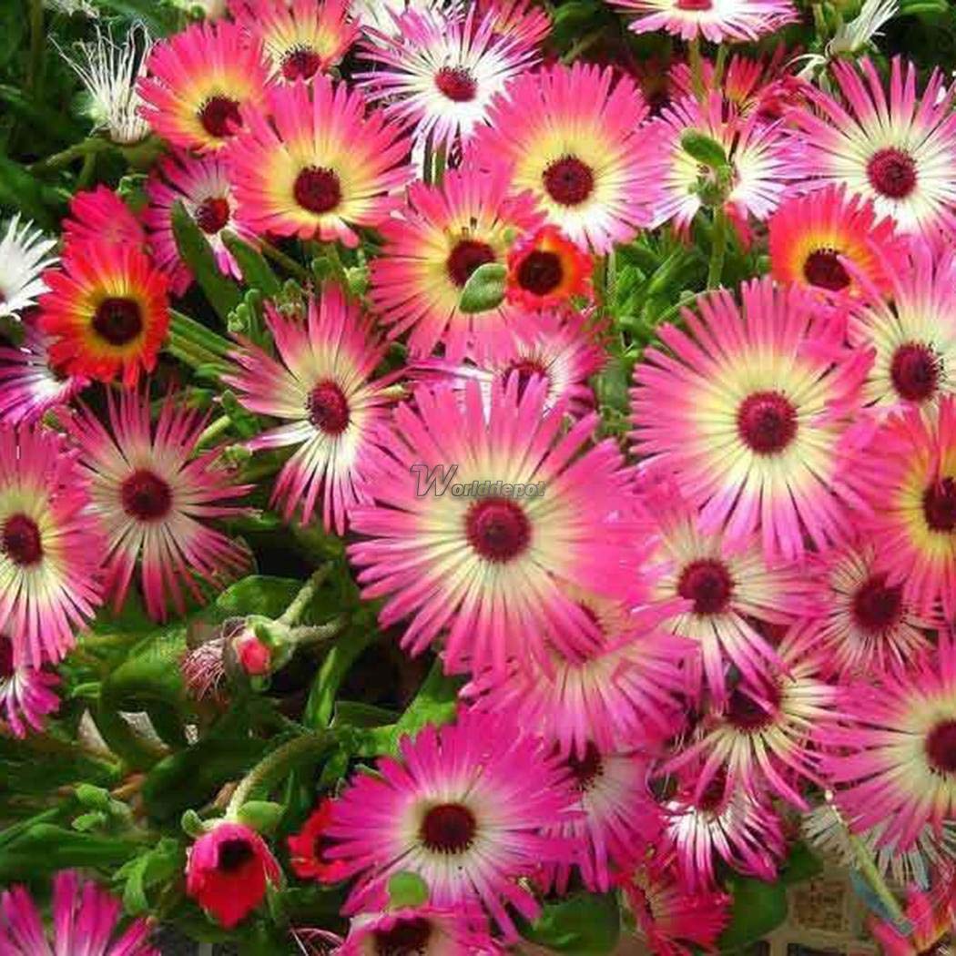 Portal Cool 2: 50Pcs cultivar un huerto casero deliciosas verduras ...