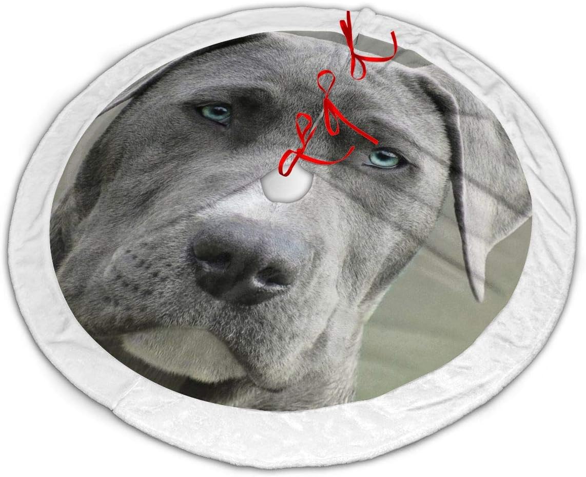 fluffy grey and white dog