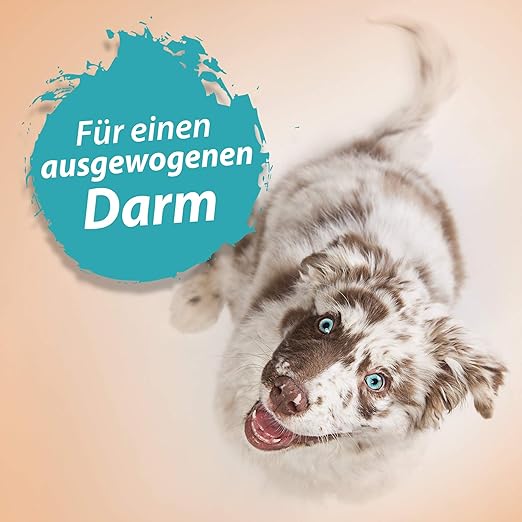 Ida Plus Darmbiotic 120 Tabletten Gesunde Darmbakterien Probiotika Zur Darmsanierung Fur Den Hund Immunsystem Starken Darmflora Aufbauen Regulierung Der Verdauung 1ner Set Amazon De Haustier