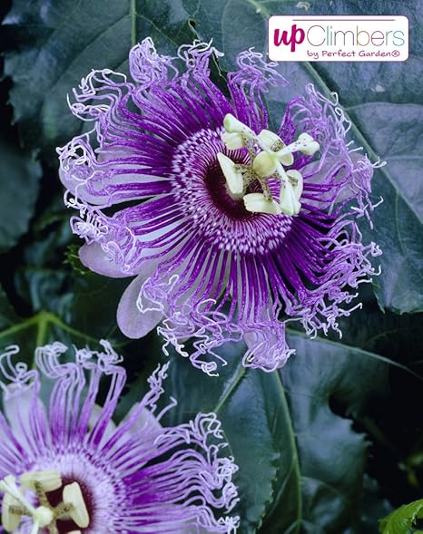 Winterharte Passionsblume Exotische Schonheit Passiflora Caerulea Ca 65cm Hoch Im 15cm Topf Lila Purple Haze Amazon De Garten