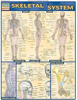 Anatomy Inc Barcharts 9781423220770 Books Amazonca - 
