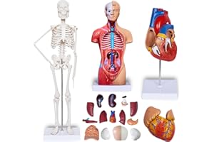 breesky Human Heart Torso and Skeleton 3D Model Study Tools for Anatomy and Physiology Students - Set of Three Human Anatomy Models - Sciences Learning Kit for Kids