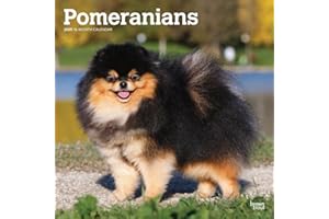 Pomeranians | 2025 12 x 24 Inch Monthly Square Wall Calendar | Plastic-Free | BrownTrout | Animals Small Dog Breeds