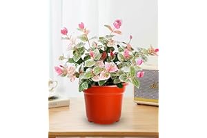 Trachelospermum Asiaticum 'Variegatum' Seeds (20+ Seeds) - Tricolor Star Jasmine Vine, Colourful Shade Ground Cover, Cold Har