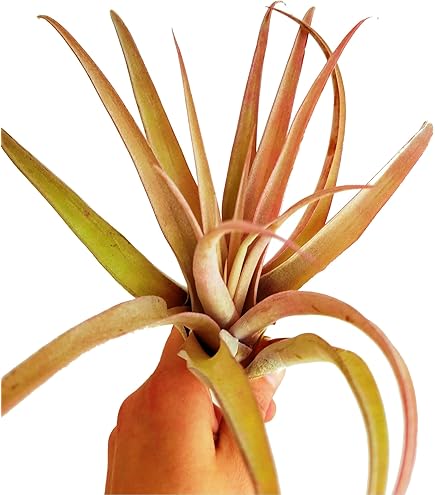 Amazon.com : It Blooms Rainforest Grown One RED Ionantha