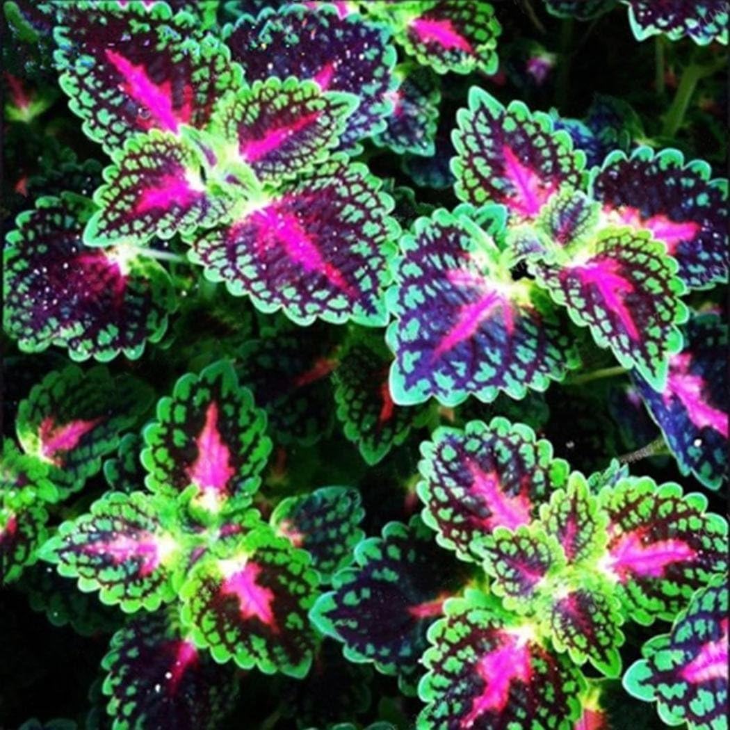 Onbio Flowers Seeds 100pcs/Bag Coleus Seeds Bonsai Flower Leaf Plants Rainbow Dragon Seeds Garden Flowers