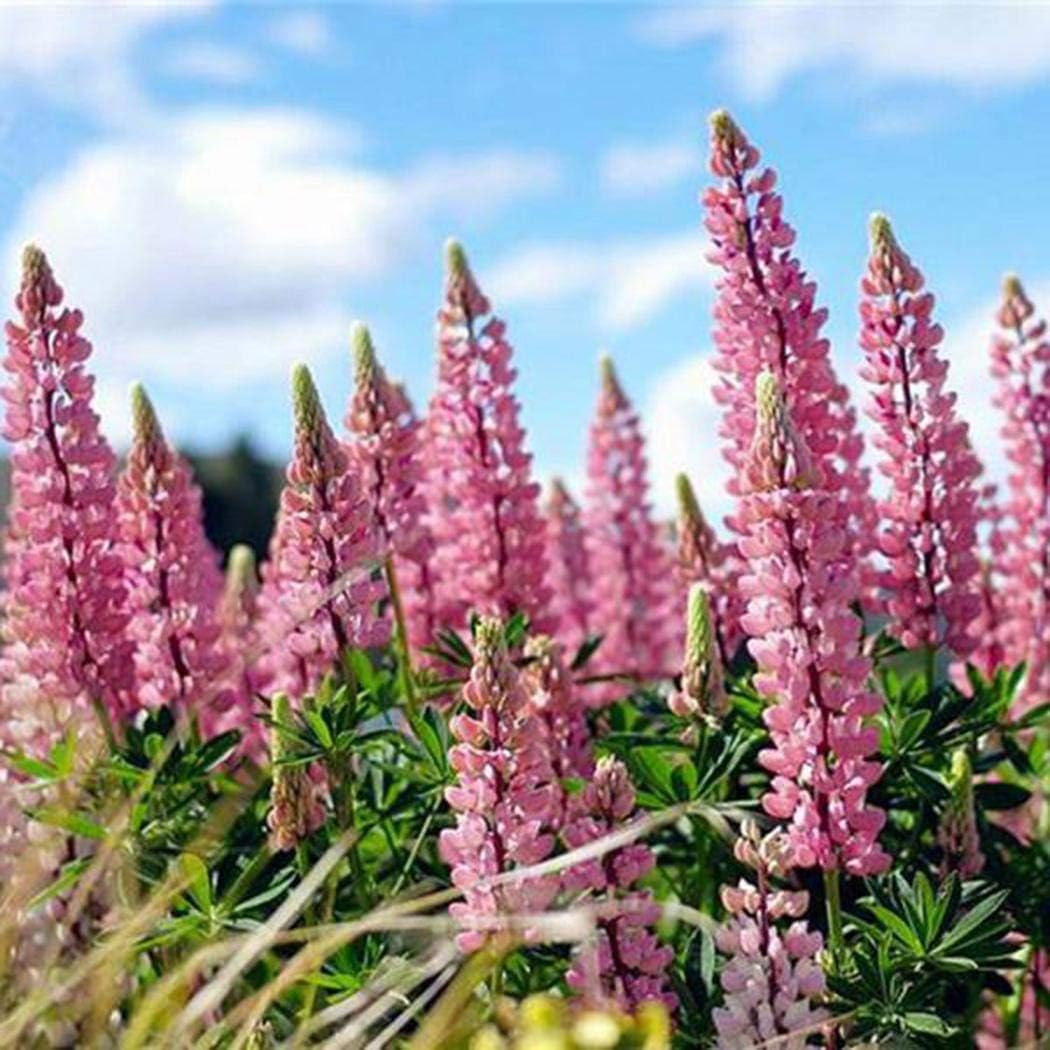 Seeds House- SummerRio 50pcs Lupine Seeds, Ornamental Garden Seeds Spring Flower Seeds Scented Lupine Seeds Flowering for Home Garden