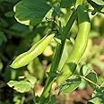 Broad Windsor Fava Bean Seeds - 30 g Packet ~18 Seeds - Non-GMO, Heirloom - Vegetable Garden Seeds - Vicia faba