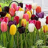 Garden State Bulb Bright Sunshine Mix Single Late Tulip Flower Bulbs, 12/+ cm, Fall Planting (Bag of 25)