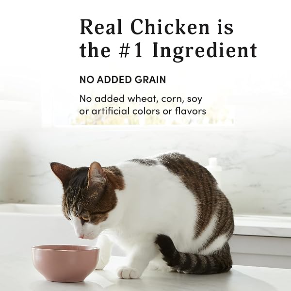 AMAZON BRAND – KITZY WET CAT FOOD, CHICKEN CUTS IN GRAVY, GRAIN FREE (KITTEN), 3 OUNCE (PACK OF 24)