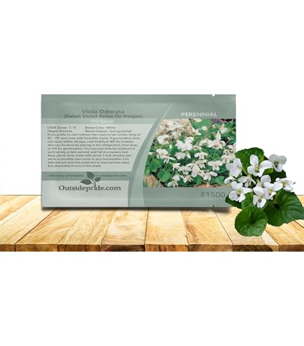 Amazon.com : Sweet Violet Seeds (Viola odorata) Packet of 40 Seeds : Patio,  Lawn & Garden