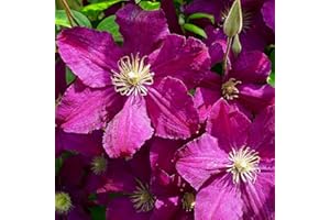WEKIVA FOLIAGE Clematis Cardinal Wyszynski Vine - Live Plant in a 4 Inch Growers Pot - Clematis 'Cardinal Wyszynski' - Starter Plants Ready for The Garden - Bold and Beautiful Crimson Flowering Vine